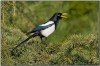 Yellow-billed Magpie (Pica nuttalli) by Daves BirdingPix