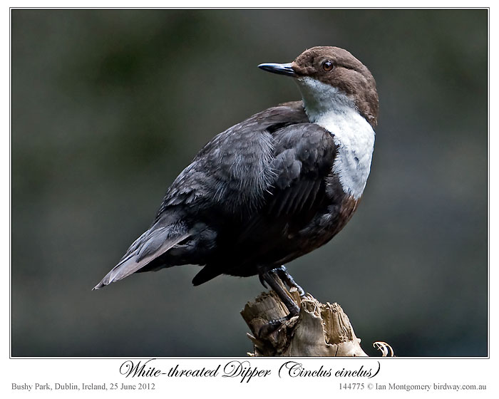 White-throated Dipper (Cinclus cinclus) by Ian 1