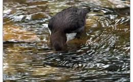 Birds of the Bible – Deuteronomy 14:16-18&nbsp;(WYC)