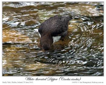 White-throated Dipper (Cinclus cinclus) by Ian 2