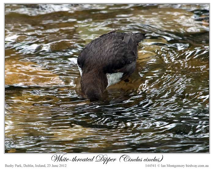 White-throated Dipper (Cinclus cinclus) by Ian 2