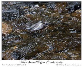 White-throated Dipper (Cinclus cinclus) by Ian 3