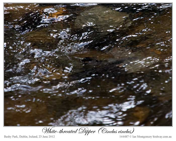 White-throated Dipper (Cinclus cinclus) by Ian 4