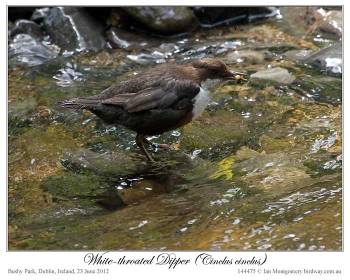 White-throated Dipper (Cinclus cinclus) by Ian 5