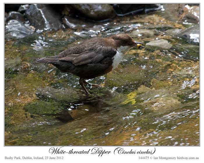 White-throated Dipper (Cinclus cinclus) by Ian 5