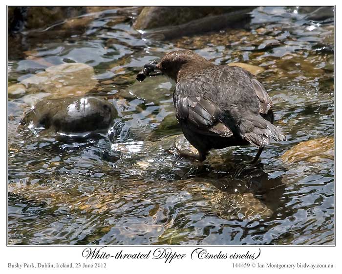 White-throated Dipper (Cinclus cinclus) by Ian 6