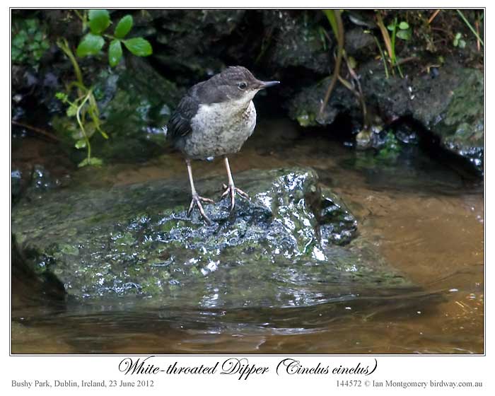 White-throated Dipper (Cinclus cinclus) by Ian 7