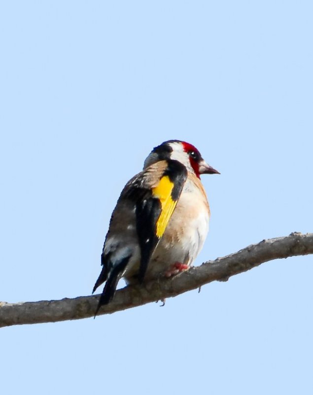 European Goldfinch (Carduelis carduelis) by W Kwong