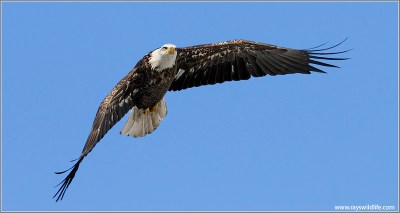 Bald Eagle (Haliaeetus leucocephalus) by Ray