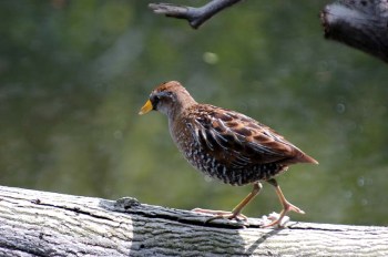 Sora(Porzana carolina) 4 by Bob-Nan
