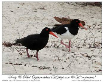 Sooty Oystercatcher (H fuliginosus) and Pied (H longirostris) by Ian 5