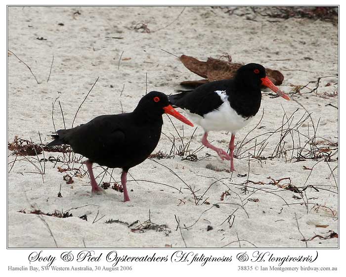 Sooty Oystercatcher (H fuliginosus) and Pied (H longirostris) by Ian 5