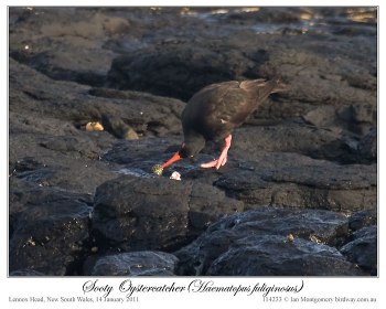 Sooty Oystercatcher (Haematopus fuliginosus fuliginosus) by Ian 3