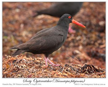 Sooty Oystercatcher (Haematopus fuliginosus fuliginosus) by Ian 4