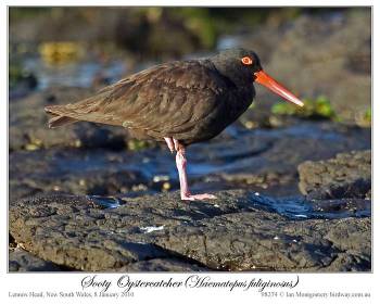 Sooty Oystercatcher (Haematopus fuliginosus opthalmicus) by Ian 2