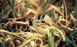 Tickle Me Tuesday – American&nbsp;Woodcock