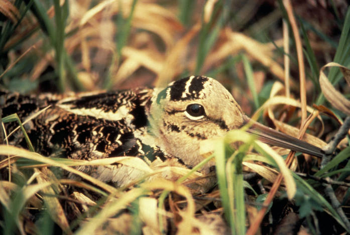 American Woodcock (Scolopax minor) on nest © USFWS