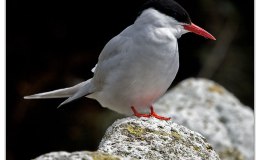 Arctic Terns Set Mileage Records As Frequent&nbsp;Fliers