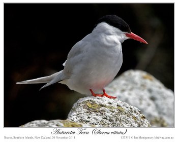 Antarctic Tern (Sterna vittata) by Ian (1)
