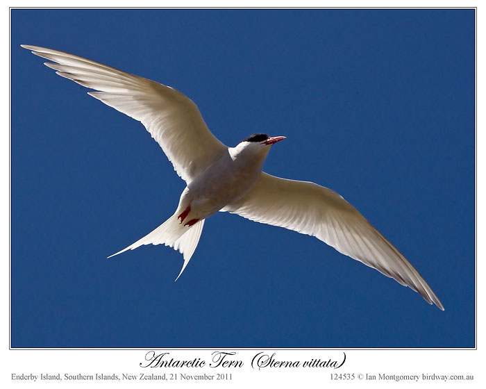 Antarctic Tern (Sterna vittata) by Ian (2)