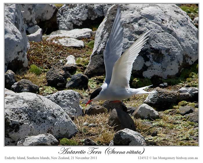 Antarctic Tern (Sterna vittata) by Ian (3)