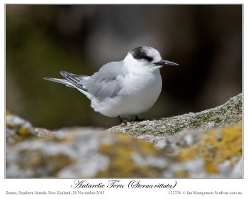 Antarctic Tern (Sterna vittata) by Ian (4)