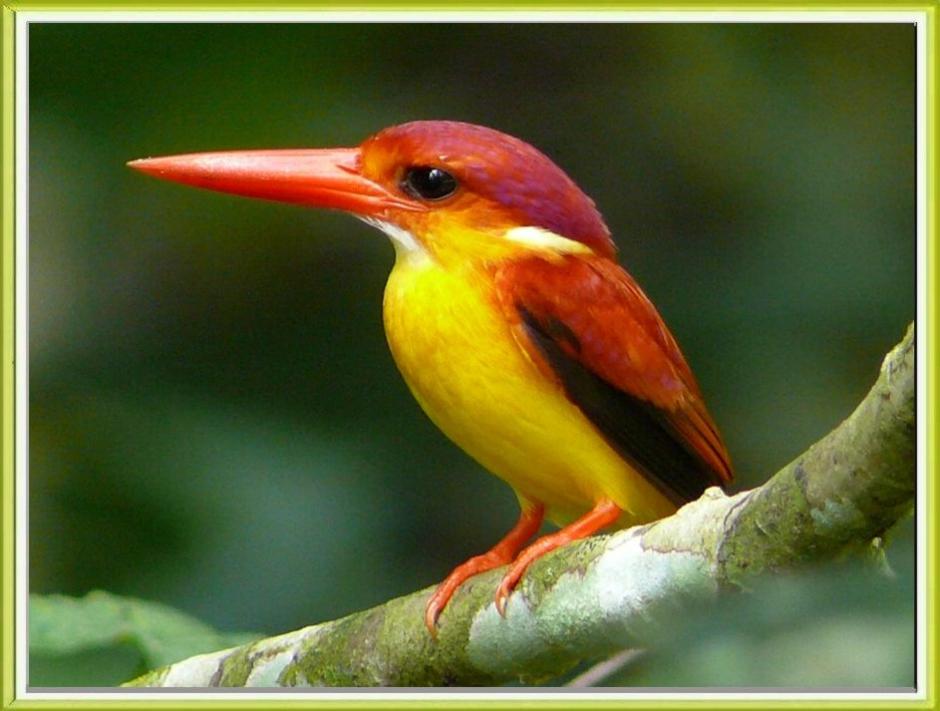 Oriental Dwarf-Kingfisher (Ceyx erithaca) by Khong Tuck Khoon