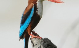 Halcyone (Kingfisher)