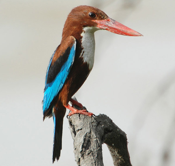 White-throated Kingfisher (Halcyon smyrnensis) by Nikhil Devasar