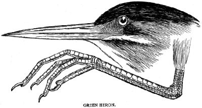 Green Heron - From Color Key