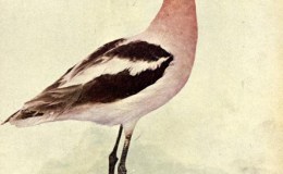 Birds Vol 2 #1 – The American&nbsp;Avocet