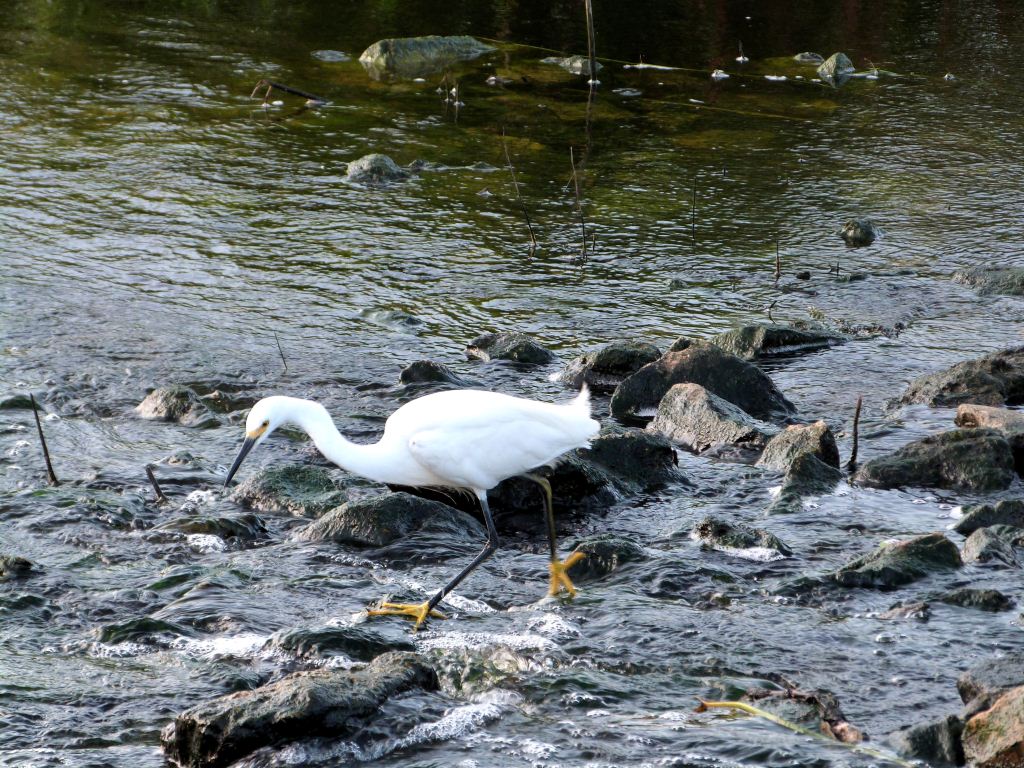 Snowy Egret Circle B 8-3-12 by Lee