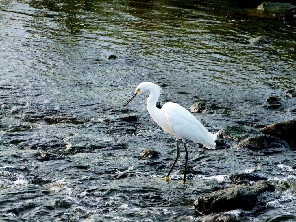 Snowy Egret Circle B by Lee