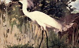 Birds Vol 2 #1 – The Snowy&nbsp;Heron