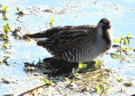 Sora(Porzana carolina)