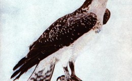 Birds Vol 2 #2 – The American&nbsp;Osprey