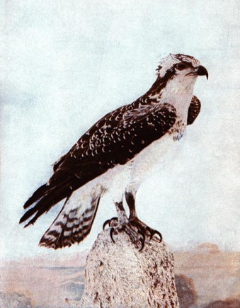 The American Osprey for Birds Illustrated by Color Photography, 1897 From col. F. M. Woodruff