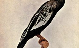 Birds Vol 2 #1 – Snake&nbsp;Bird