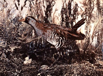 Sora - for the Birds Illustrated by Color Photography, 1897