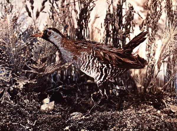 Sora - for the Birds Illustrated by Color Photography, 1897