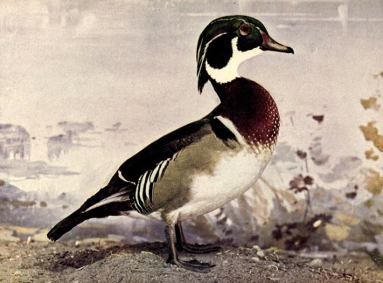 THE WOOD DUCK