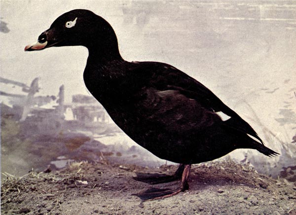Black or American Scoter (Melanitta americana), From Birds Illustrated by Color Photography, 1897