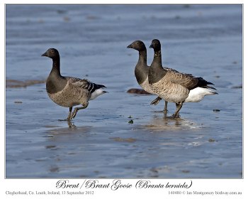 Brent/Brant Goose (Branta bernicla) by Ian 2