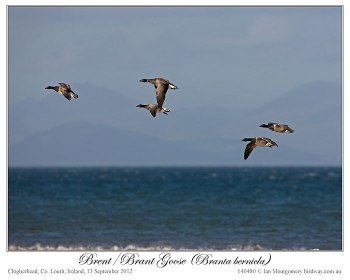 Brent/Brant Goose (Branta bernicla) by Ian 3