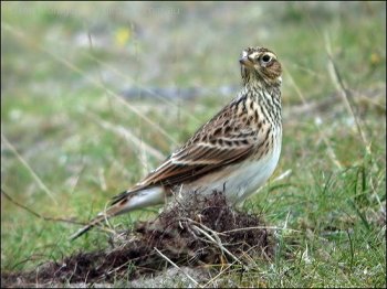 Eurasian Skylark (Alauda arvensis) by Ian
