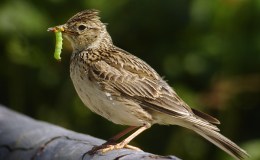 Sunday Inspiration –&nbsp;Larks