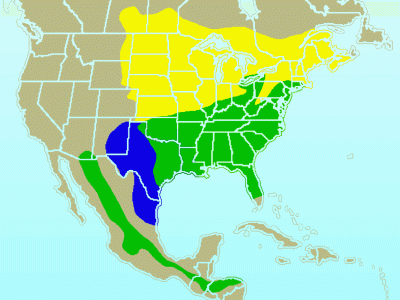 Eastern_Bluebird-rangemap rangemap Y-Sum B-win G-yr rnd