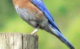 Birds Vol 1 #6 – June and The Birds and&nbsp;Farmers