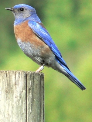 Western Bluebird (Sialia mexicana) ©WikiC