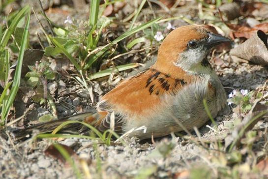 Russet Sparrow (Passer rutilans) by Nikhil Devasar
